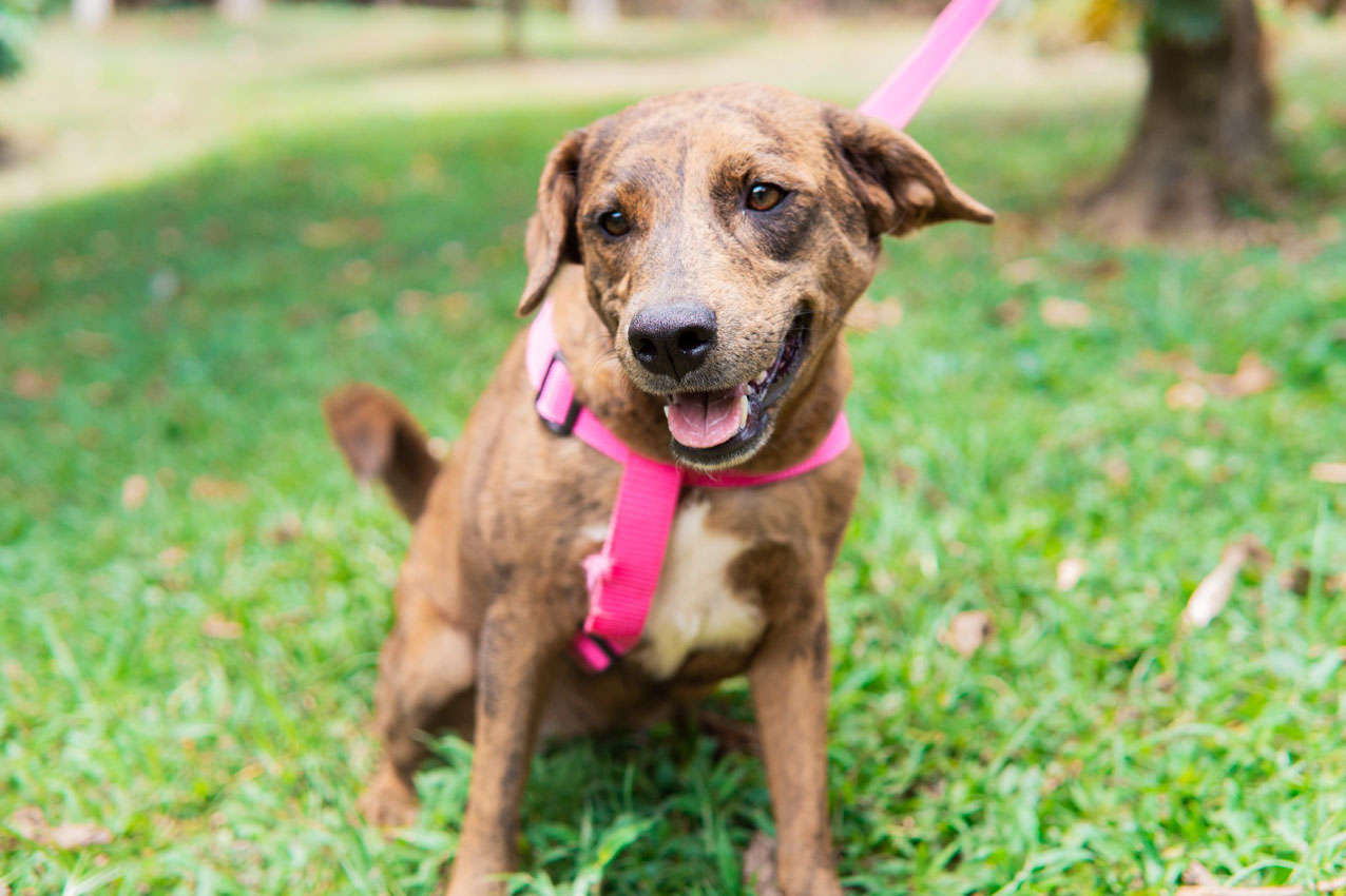 Imagen atención y bienestar de los animales (2)