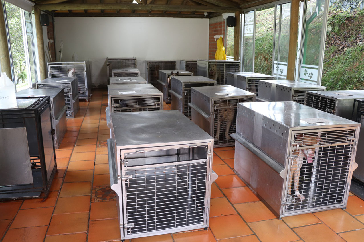 Imagen atención y bienestar de los animales (3)