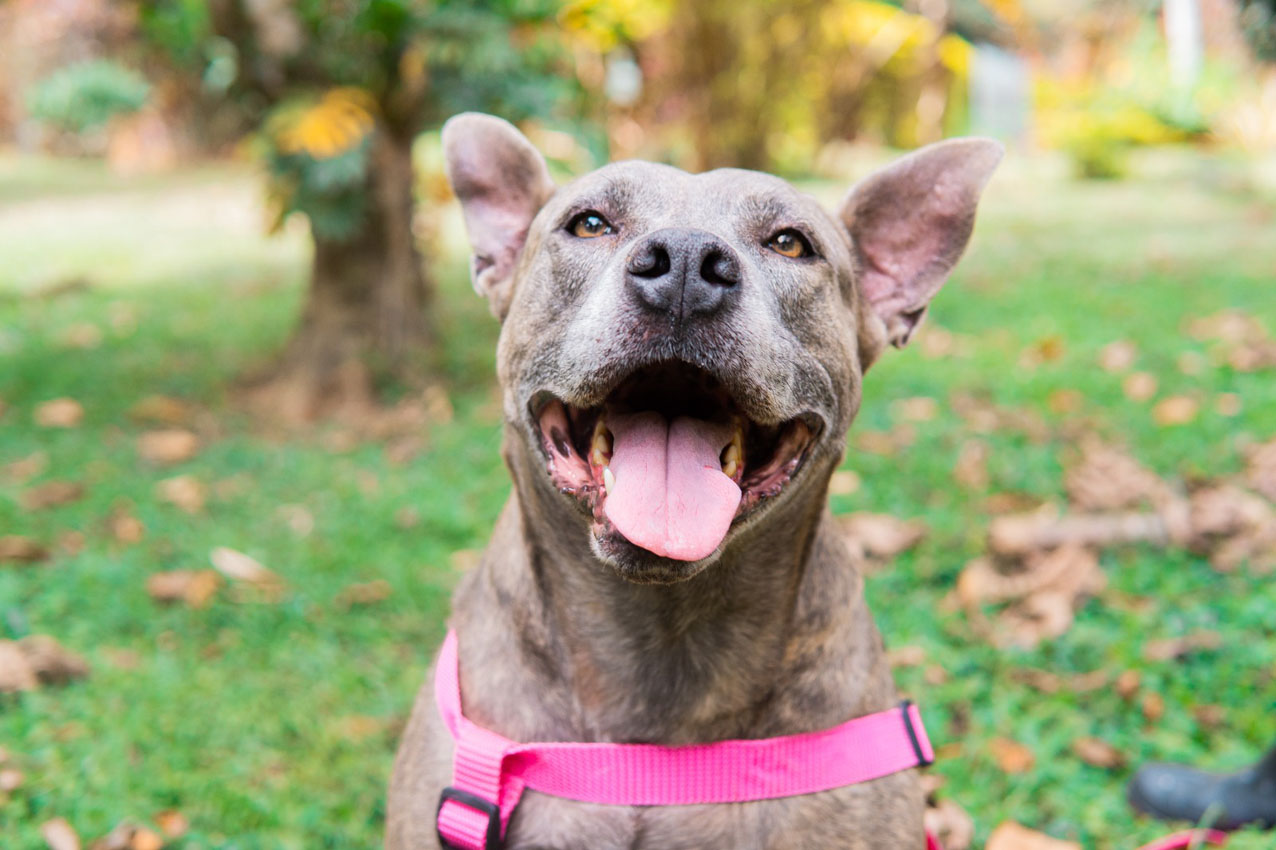 Imagen atención y bienestar de los animales (4)