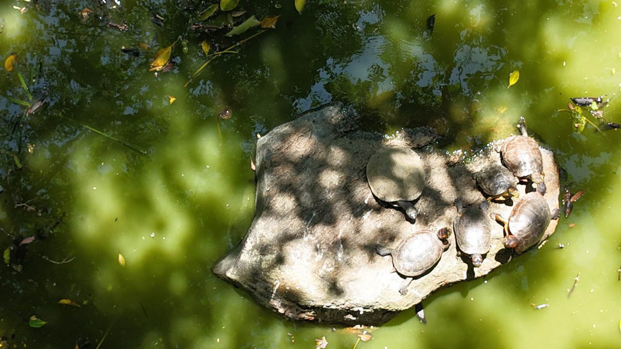 Imagen de tortugas en lago del Jardín Botánico