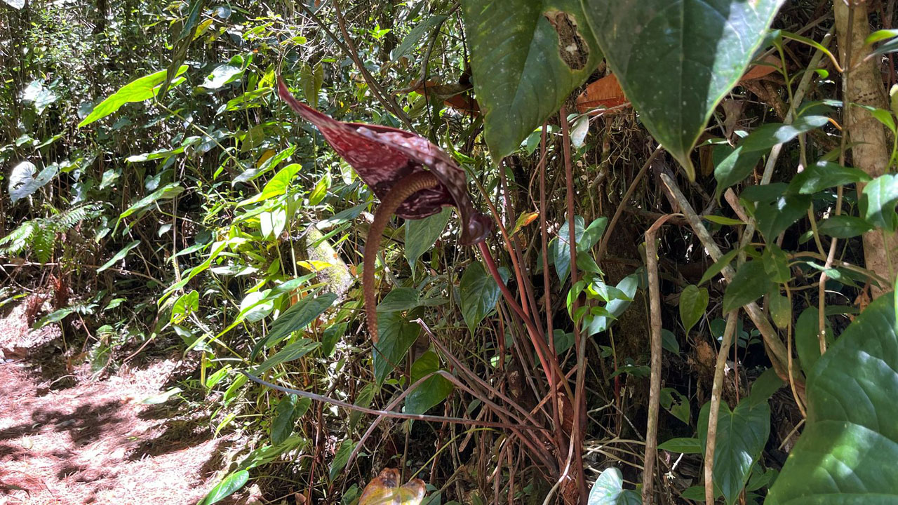 Imagen parque Arví Feria de las Flores (1)