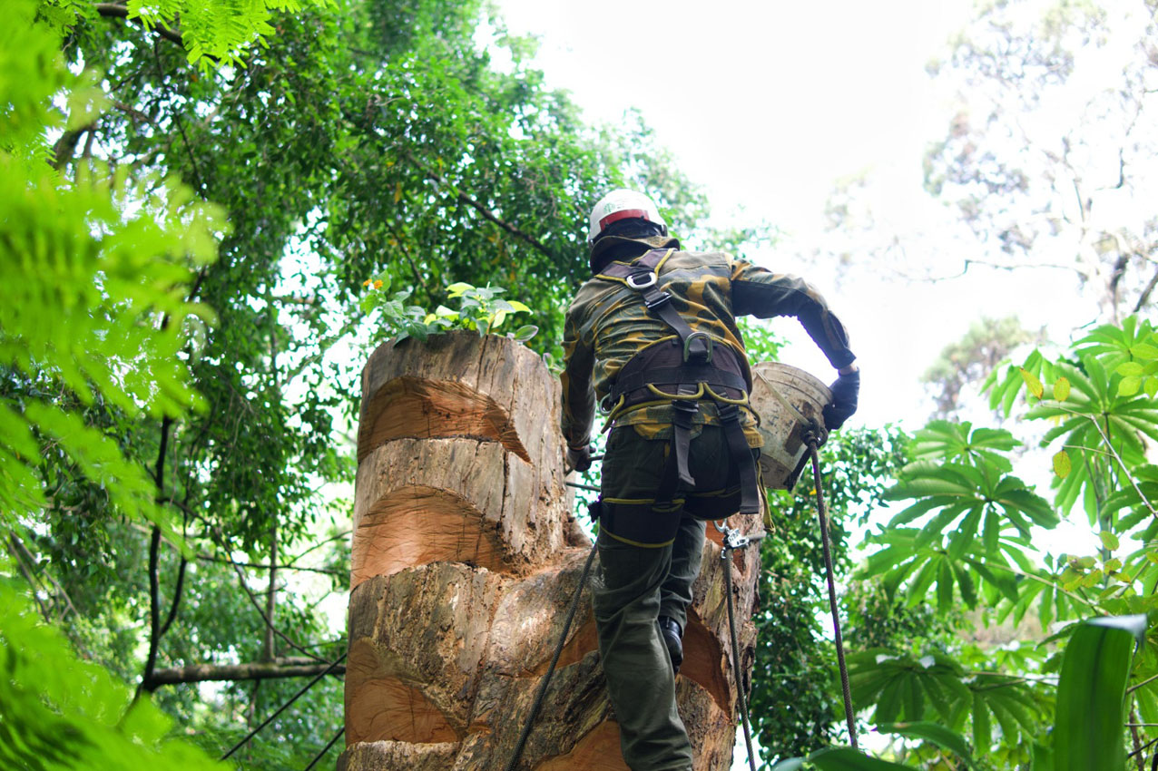 Imagen Árbol cortado en provenza que es refugio (3)