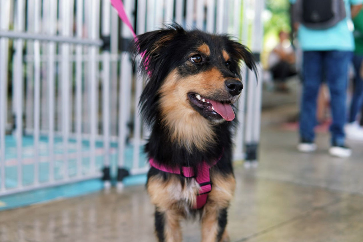 Imagen adoptaton La Perla (4)