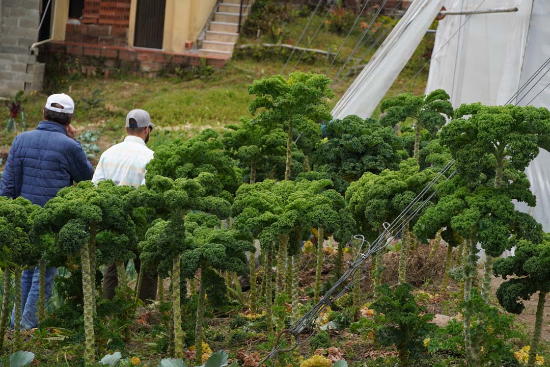 Imagen agroecología, una semilla que da frutos en Medellín (23)