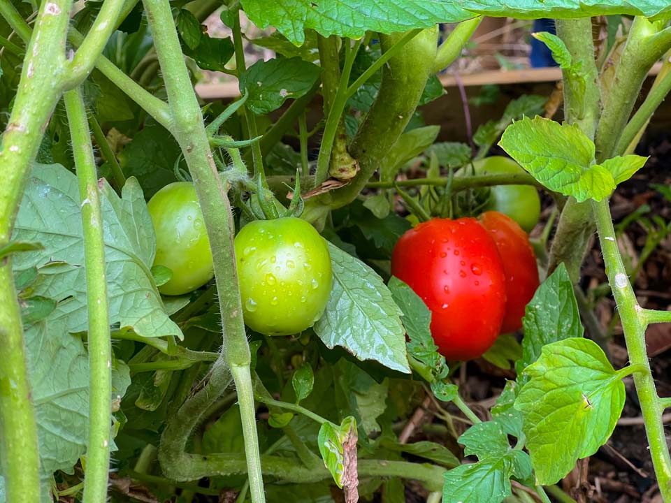 Imagen agroecología, una semilla que da frutos en Medellín (29)