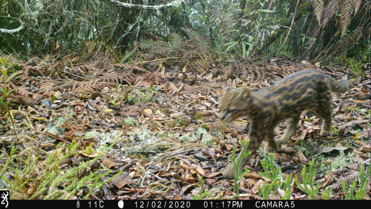 Imagen de fauna silvestre 1