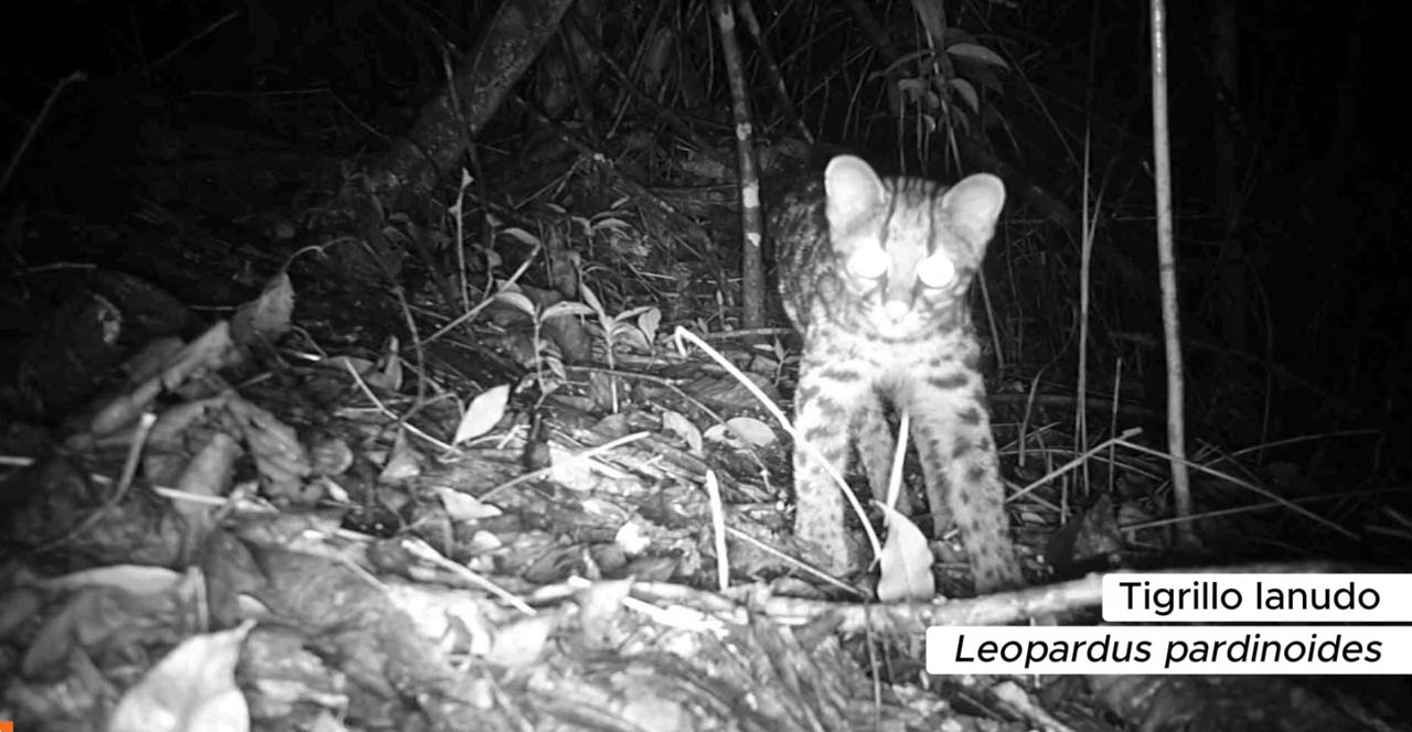 Imagen de fauna silvestre 2