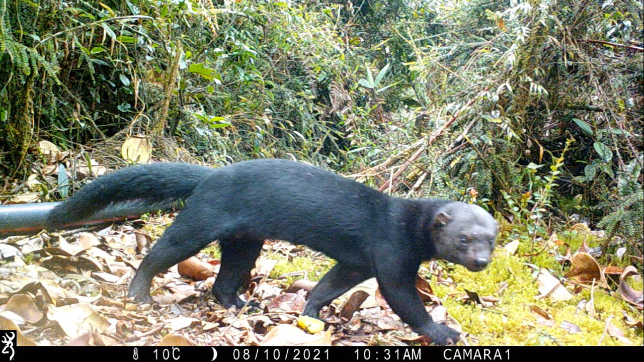 Imagen de fauna silvestre