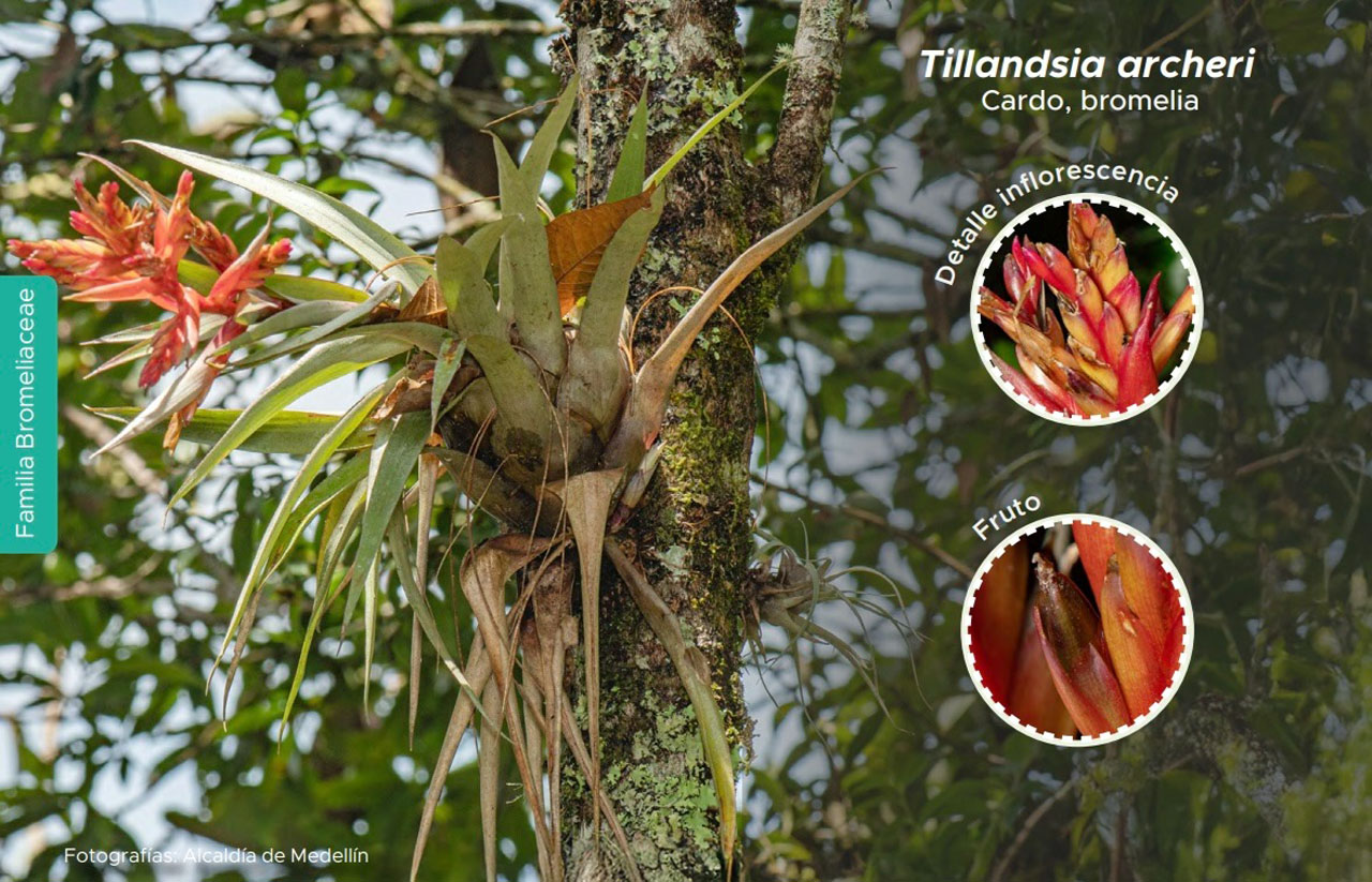 Imagen guía de plantas que viven sobre los árboles (1)