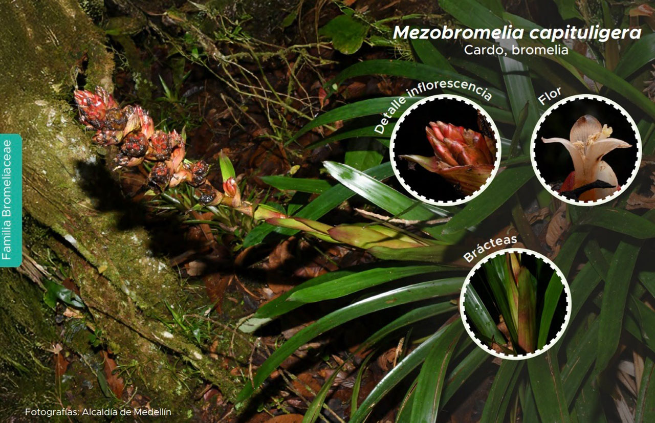 Imagen guía de plantas que viven sobre los árboles (2)