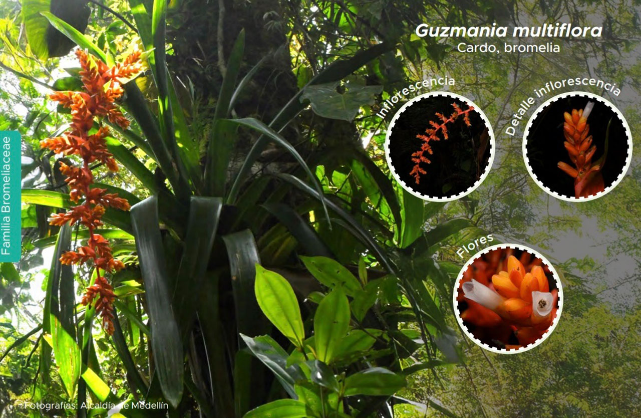 Imagen guía de plantas que viven sobre los árboles (3)