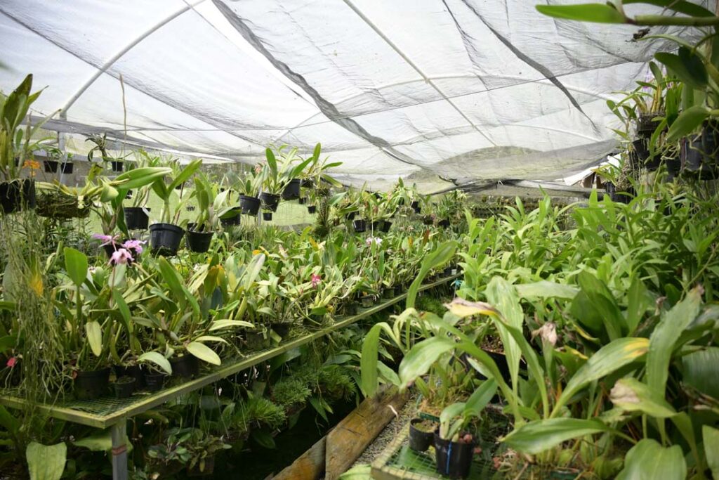 imagen orquídeas que se convirtió en una empresa familiar (11)