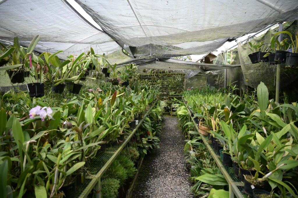 imagen orquídeas que se convirtió en una empresa familiar (12)