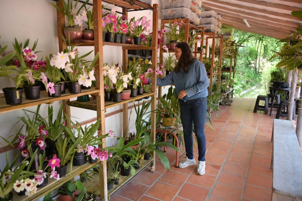 imagen orquídeas que se convirtió en una empresa familiar (5)