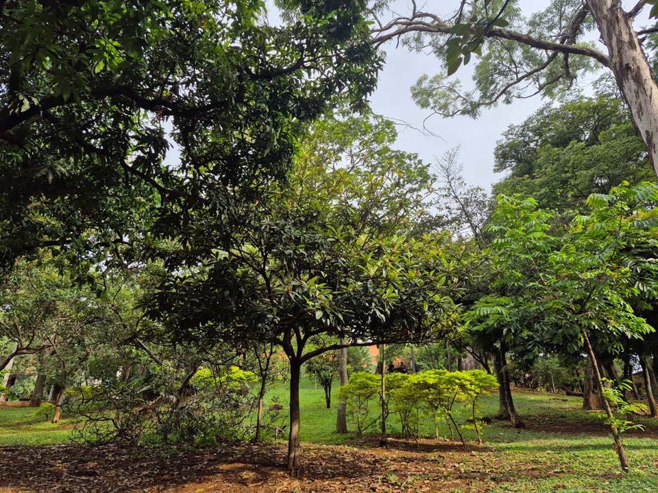 Imagen Centros Vida Gerontológicos de Medellín ÁRBOLES 2