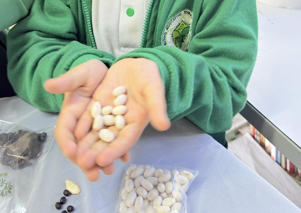 Saberes ancestrales en San Cristóbal Imagen Medellín fortalece la transmisión de saberes ancestrales en San Cristóbal (5) siembra