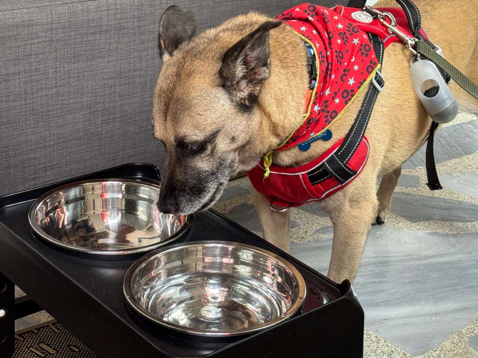 Imagen Odie El perro que esperó 13 años en La Perla foto Foto 7