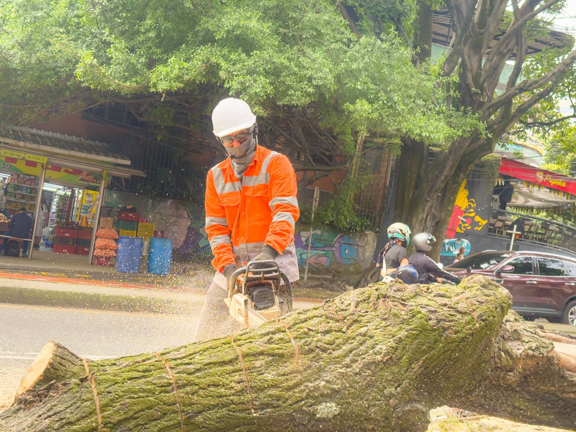 Imagen atención de árboles en riesgo (1)