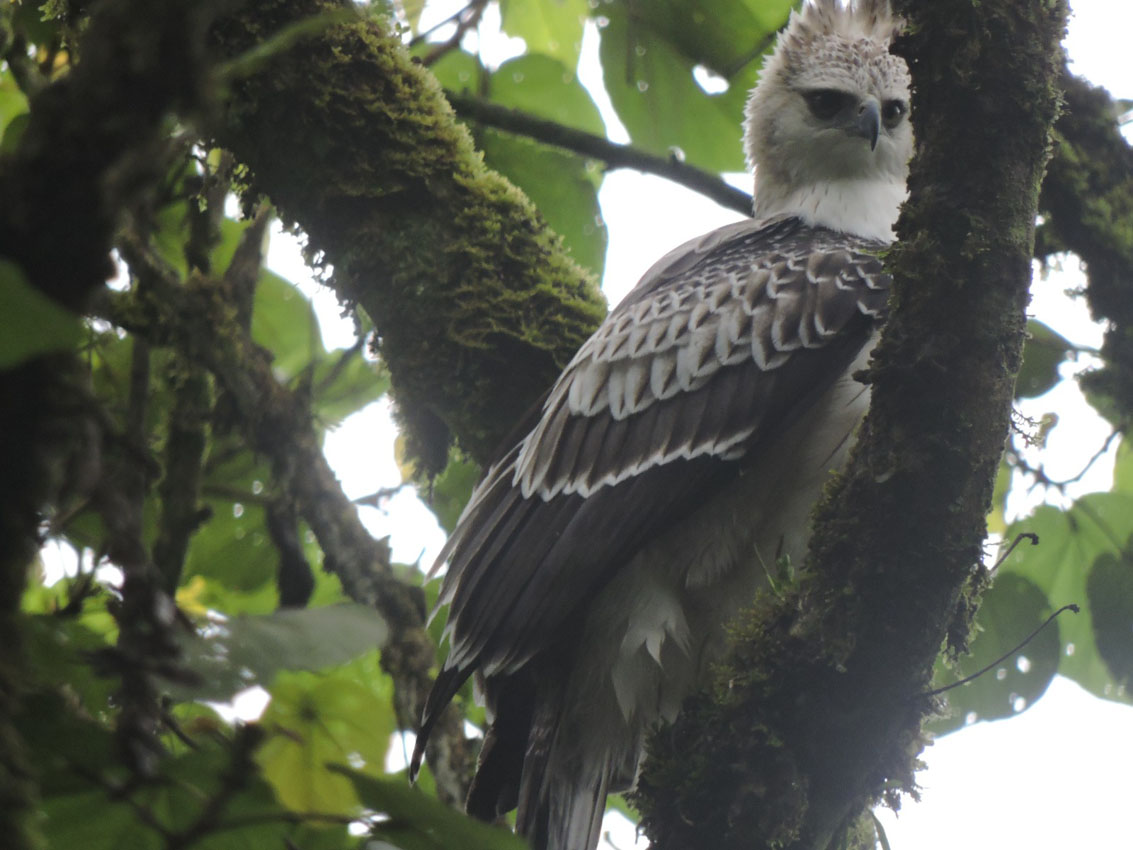 Imagen cuatro águilas crestadas en reservas de Medellín (1)