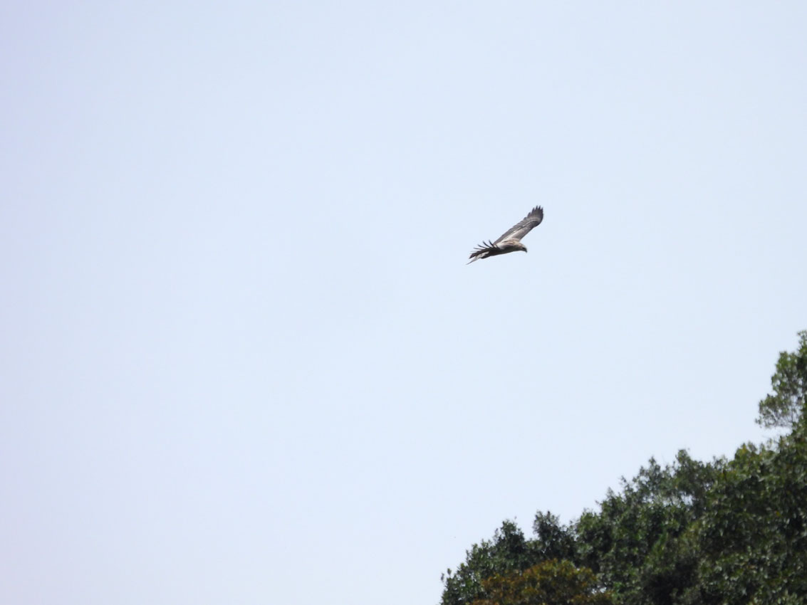 Imagen cuatro águilas crestadas en reservas de Medellín (2)