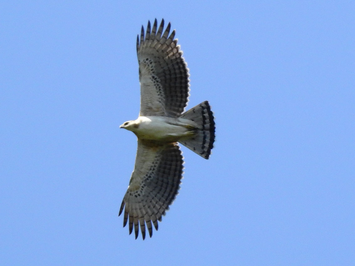 Imagen cuatro águilas crestadas en reservas de Medellín (3)