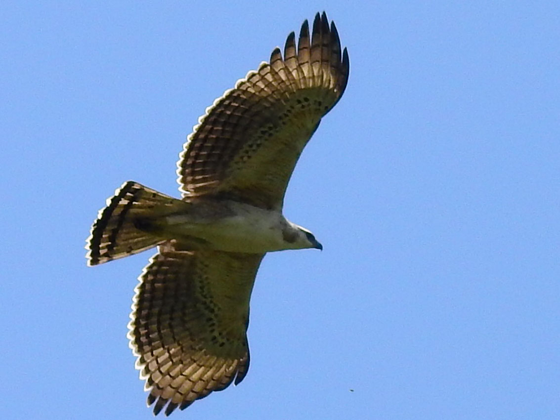 Imagen cuatro águilas crestadas en reservas de Medellín (4)