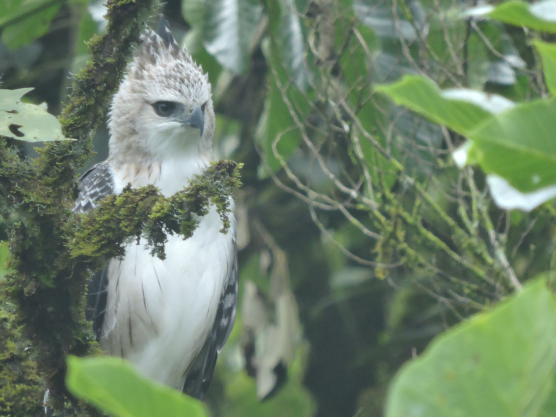 Imagen cuatro águilas crestadas en reservas de Medellín (5)