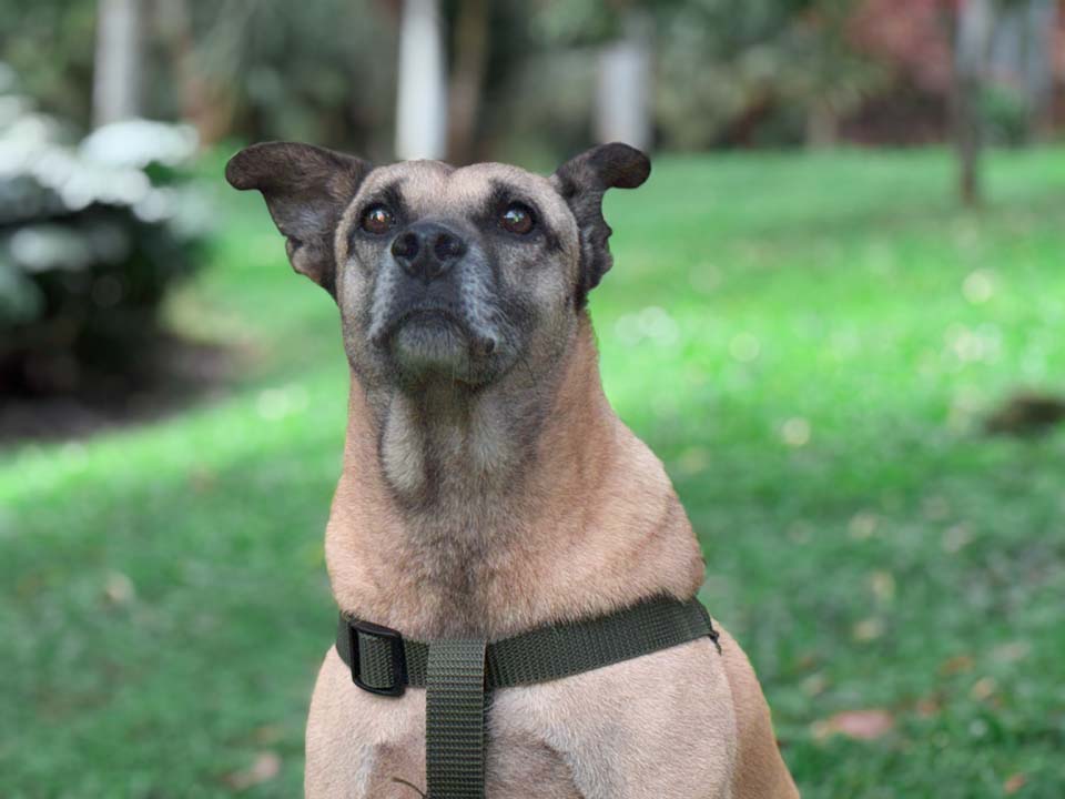 Imagen-de-Odi-perro-en-adopcion-3