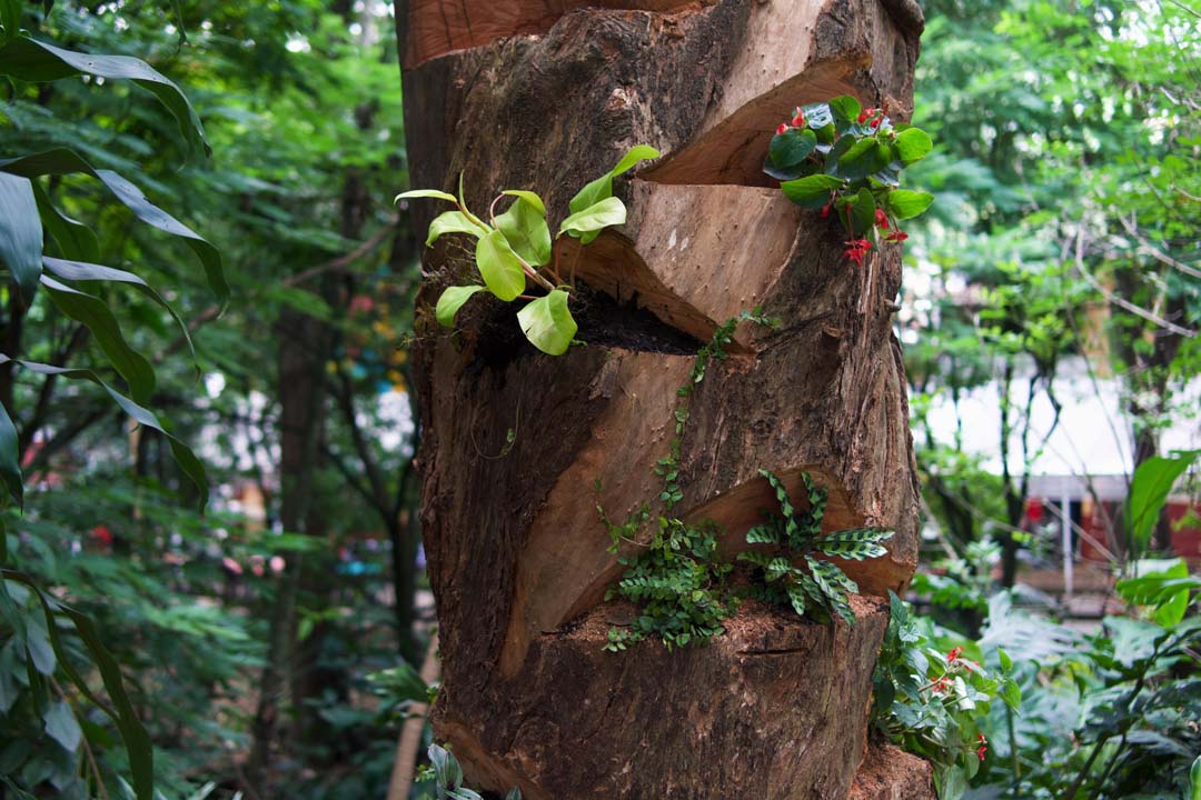 Imagen estrategia de árbol hábitat foto 3