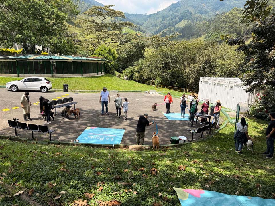 Imagen los perritos más veteranos de La Perla en Medellín (2)