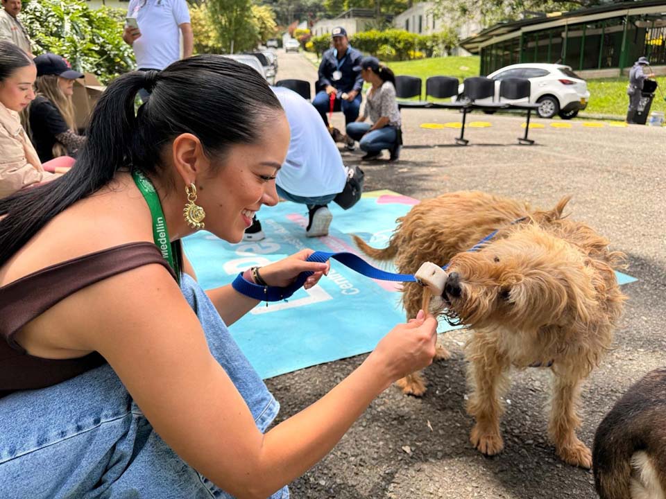 Imagen los perritos más veteranos de La Perla en Medellín (3)