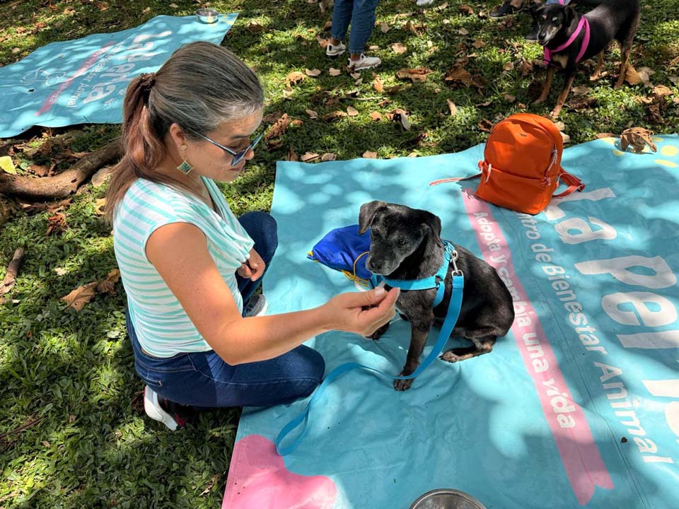 Imagen los perritos más veteranos de La Perla en Medellín (4)