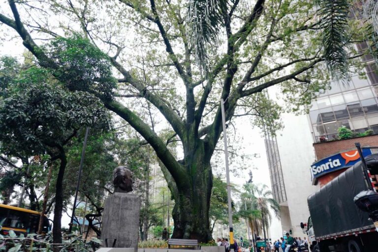 Imagen Medellín celebra los 168 años de su árbol (4)