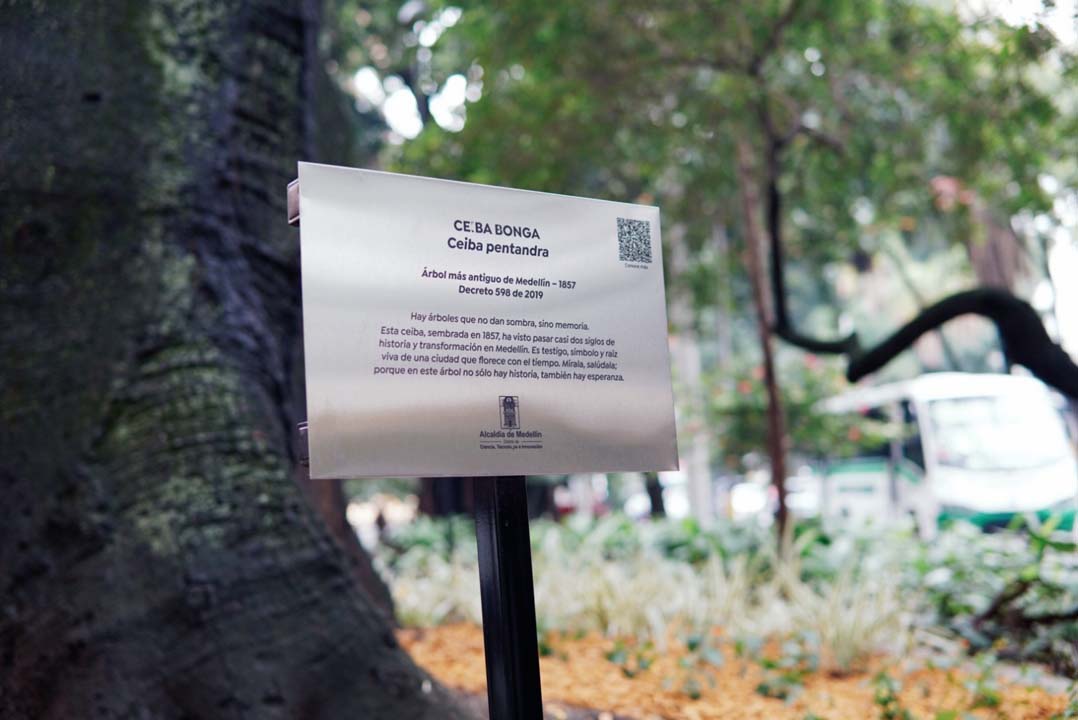Imagen Medellín celebra los 168 años de su árbol (4)