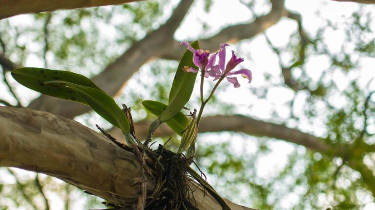 Imagen Medellín la siembra de 350 orquídeas (1)