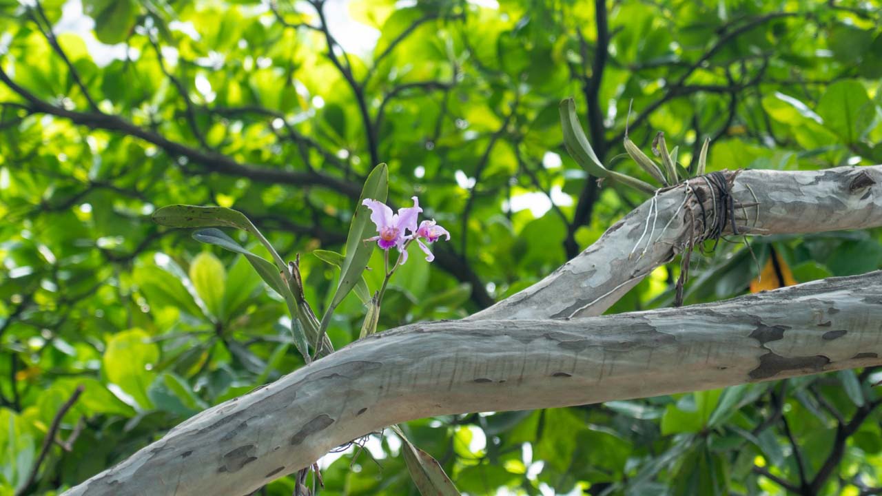 Imagen Medellín la siembra de 350 orquídeas (1)