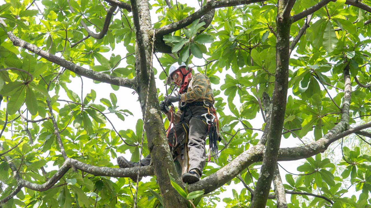 Imagen Medellín la siembra de 350 orquídeas (1)