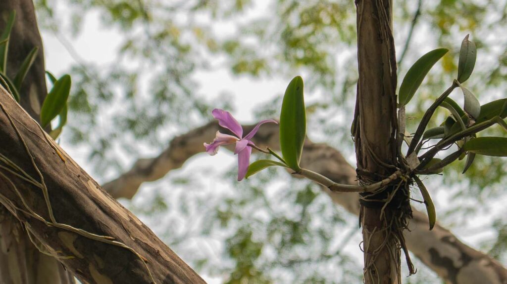 Imagen Medellín la siembra de 350 orquídeas (1)