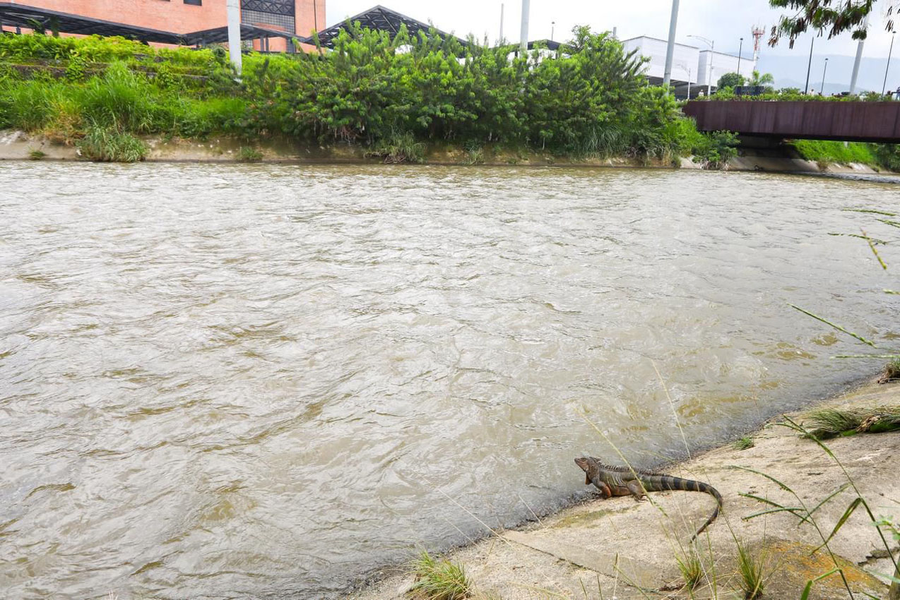 Imagen Mi Río, Mis Quebradas, Medellín presentó alianza para proteger los afluentes (1)