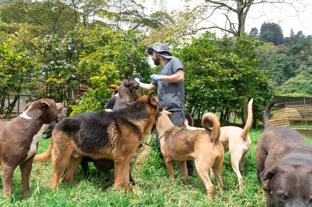 Adoptatón Imagen adoptatón de perros y gatos (1)