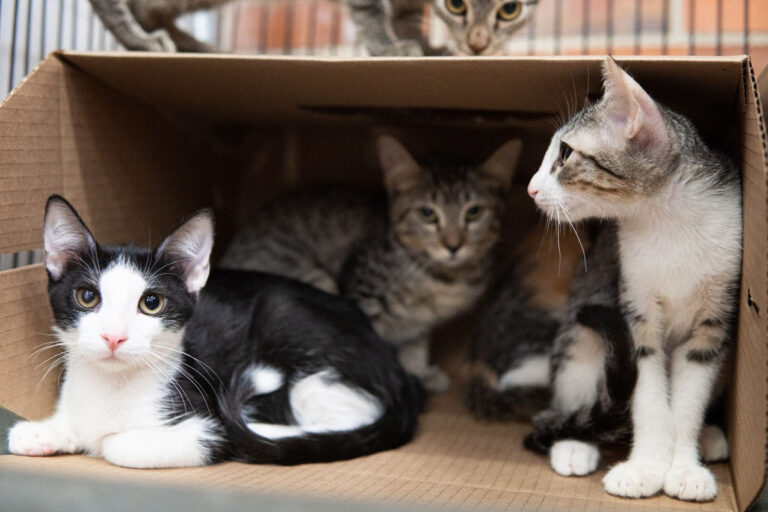 Imagen adoptatón de perros y gatos (2)