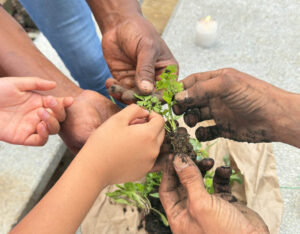 Imagen de manos campesinas sosteniendo una planta
