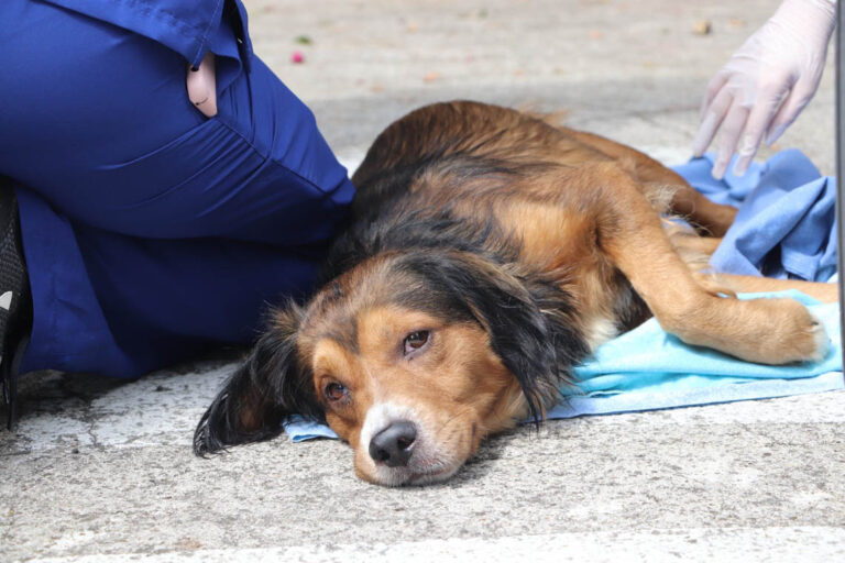 Imagen de un perro listo para ser atendido