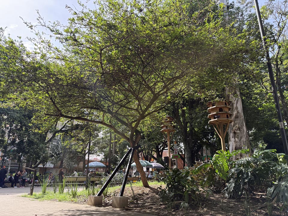 Árbol carbonero con brazos de metal Imagen Árbol brazos de metal