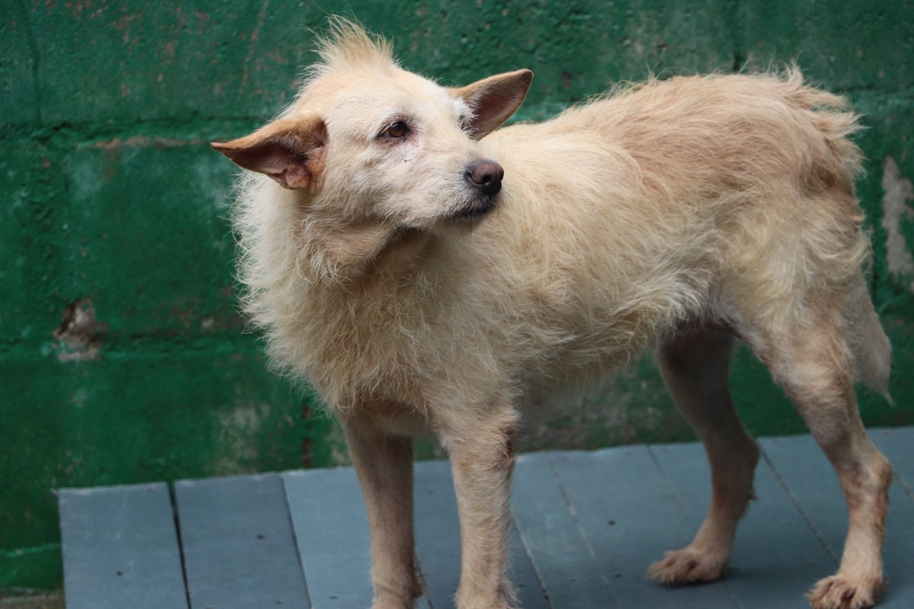 Imagen adopción responsable La Perla (2)