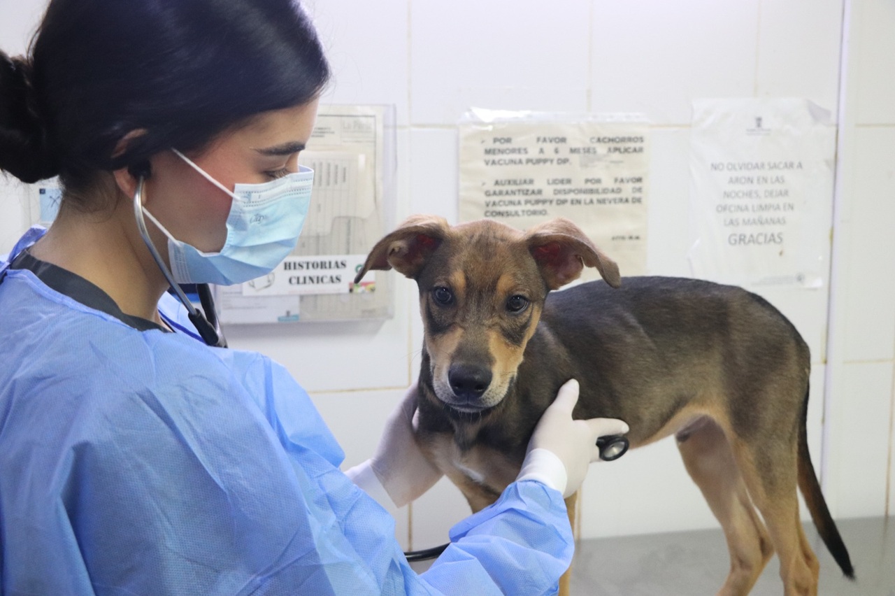 Imagen adopción responsable La Perla (3)