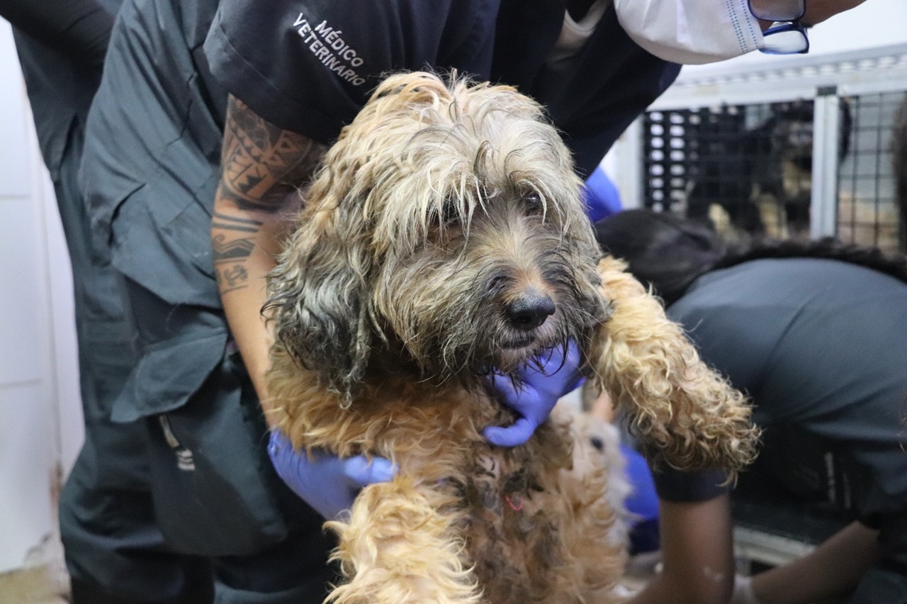 Imagen adopción responsable La Perla (4)