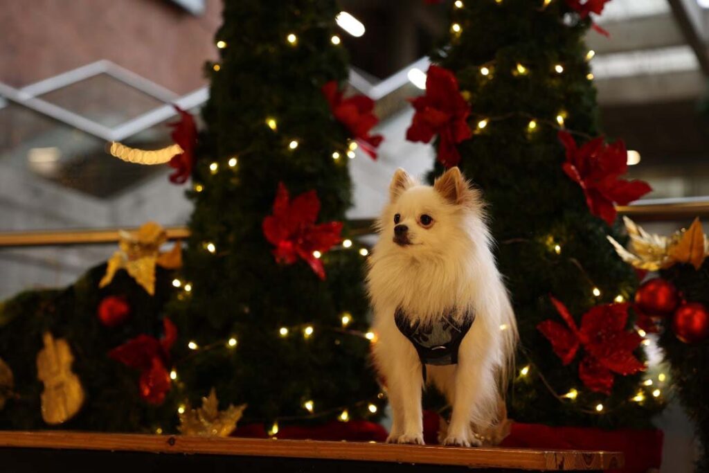 Perro en árboles de navidad en la terminal Imagen de perro en navidad en Terminal