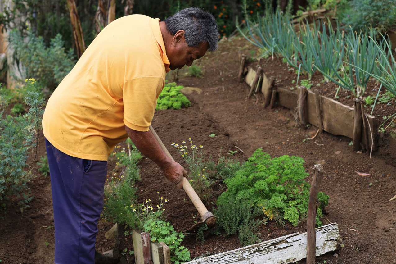Huertas de autoconsumo Imagen huertas de autoconsumo para fortalecer la seguridad alimentaria y productividad (2)