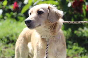 Imagen no usar pólvora. La Perla (1)